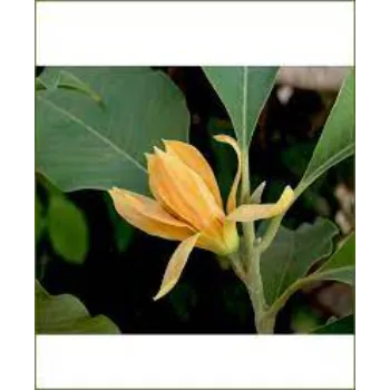 Yellow Plumeria Plant